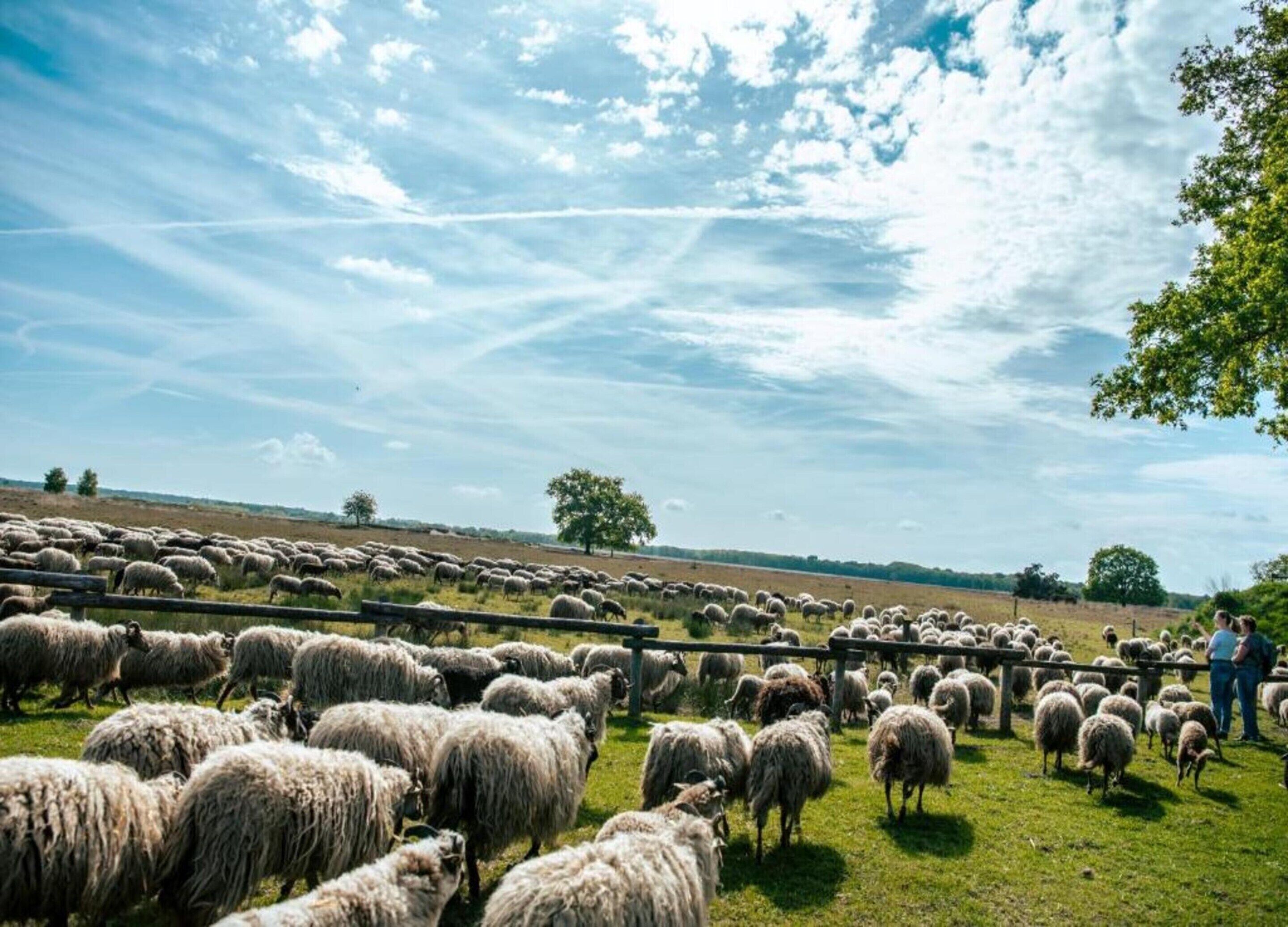 Un gran rebaño de ovejas en un campo de hierba con una cerca de madera, bajo un cielo parcialmente nublado.