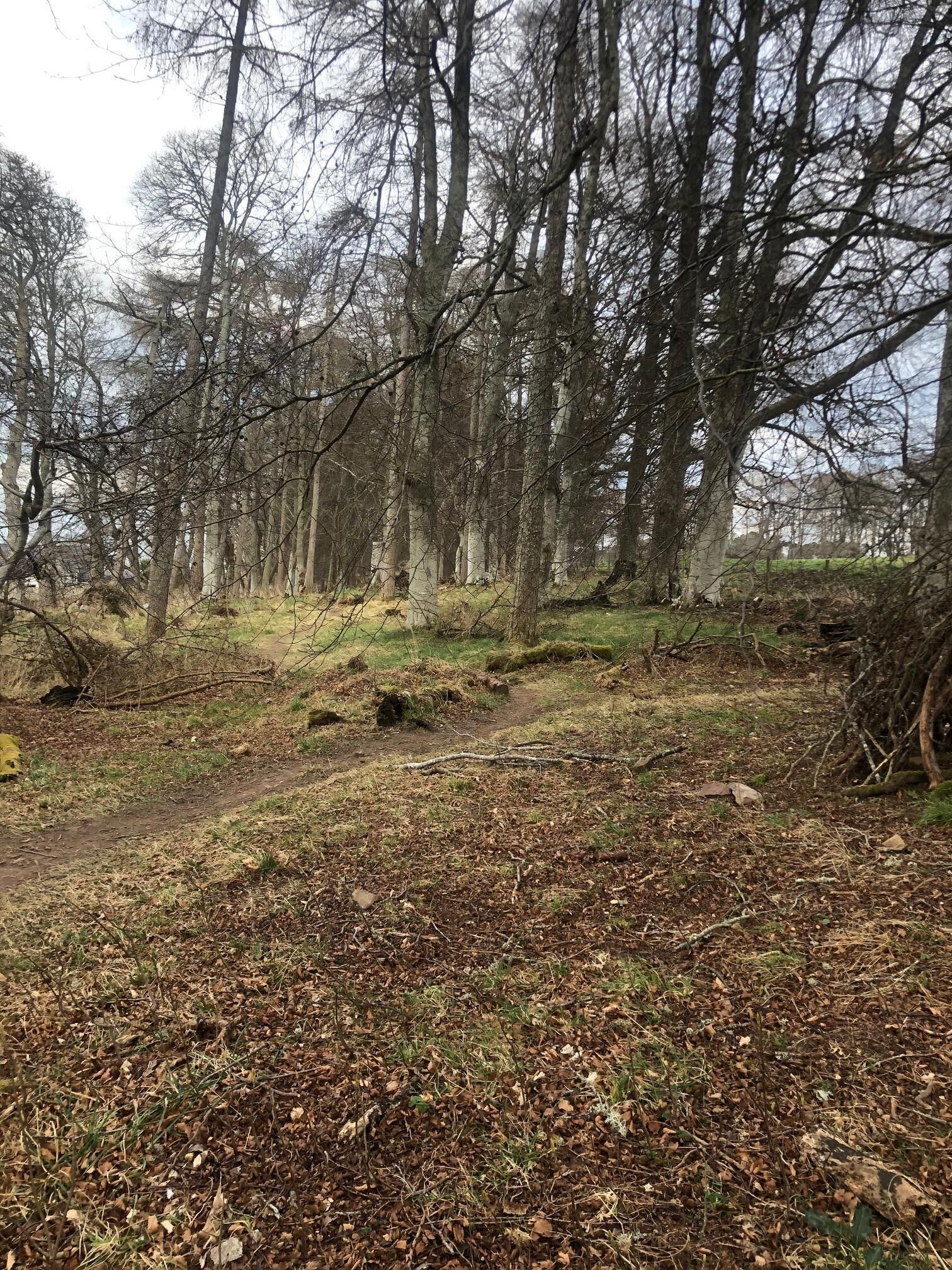 A forested area with a dirt path, trees, and some grass.