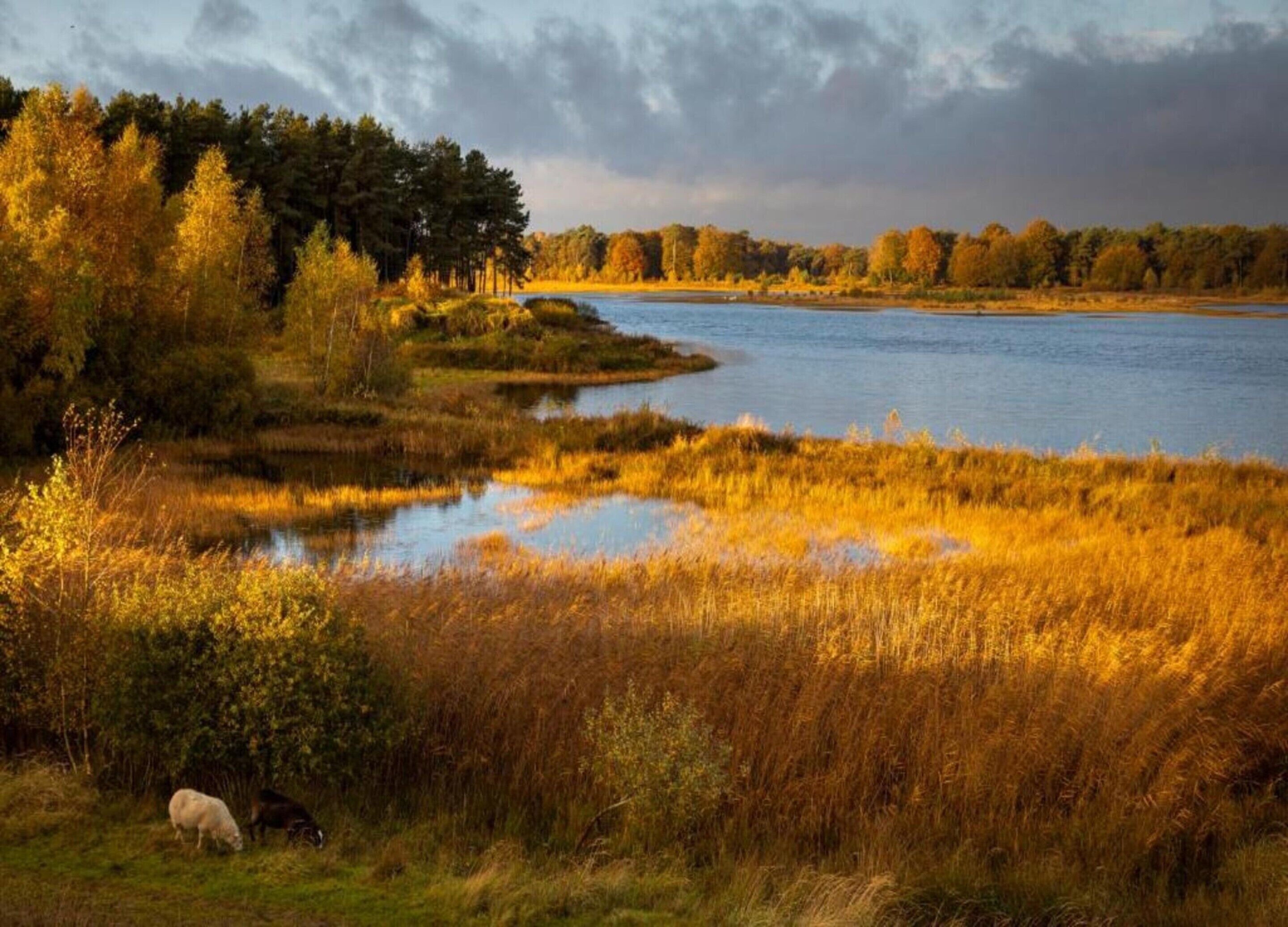 Een vredig landschap met een rivier, grasvelden en bomen.
