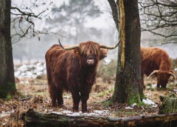 A highland cow in a forested area with trees and snow on the ground. - Chalet With Dishwasher Near Nature Reserve (Borger)