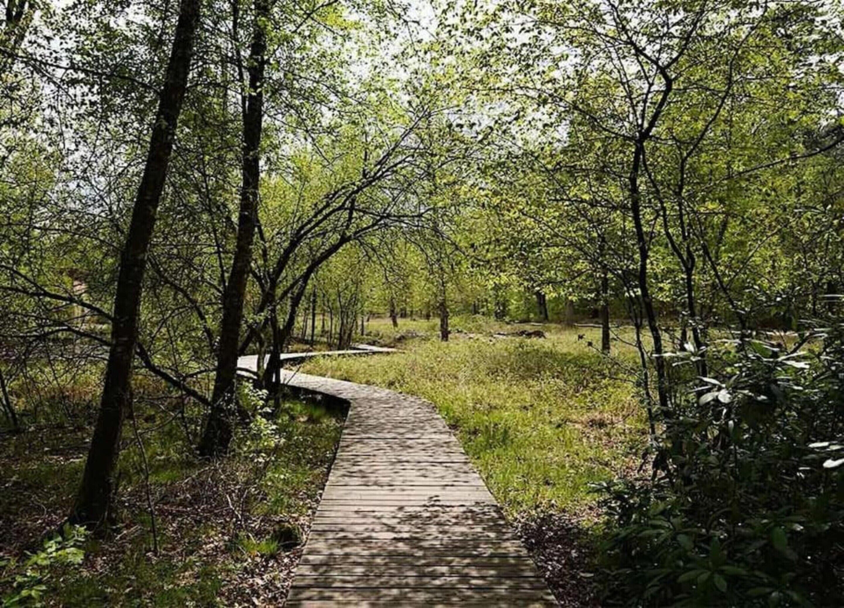 A wooden boardwalk through a forested area with trees and grass.