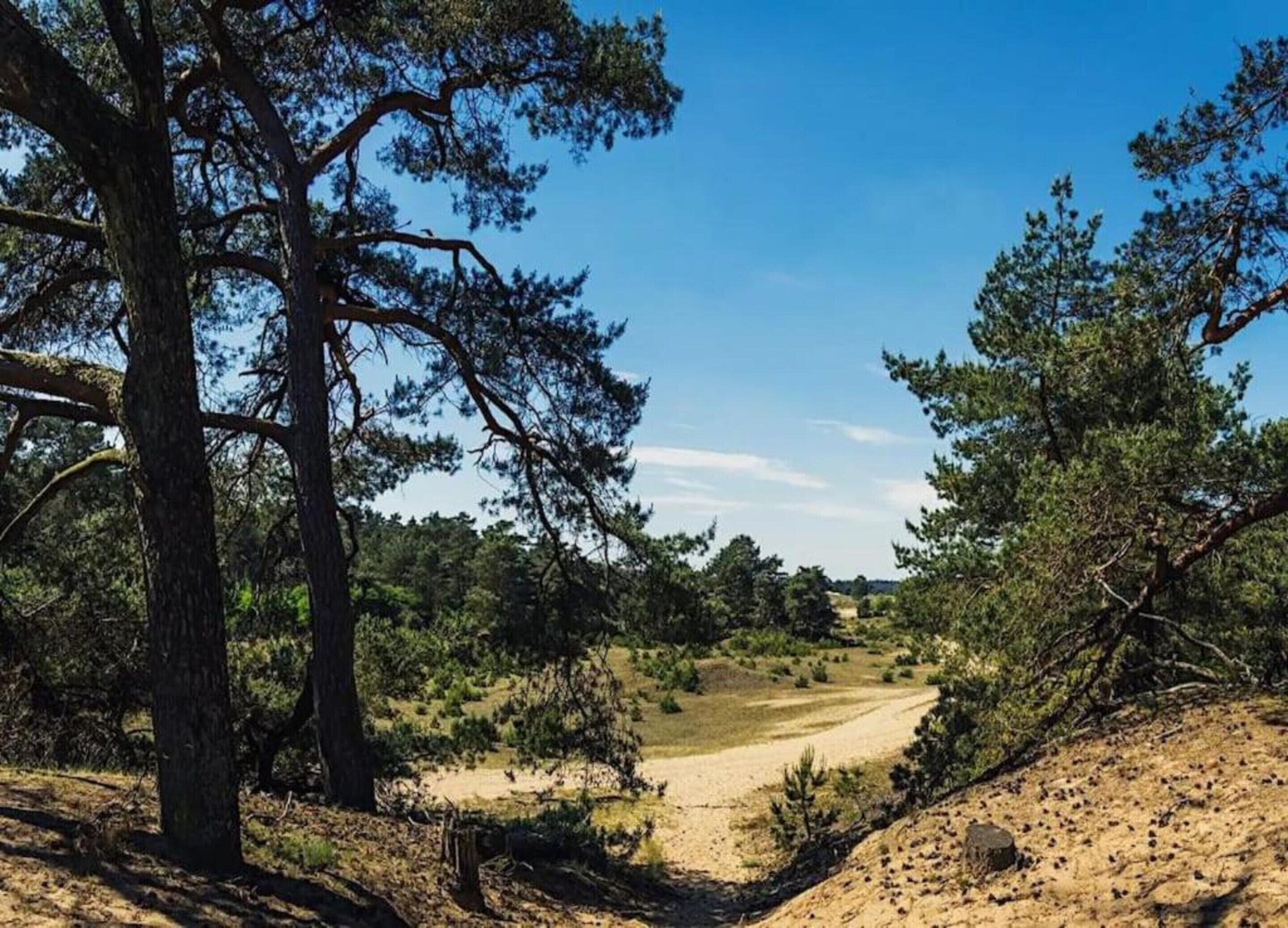 Paesaggio naturale con un sentiero sterrato che si addentra in una zona boschiva.