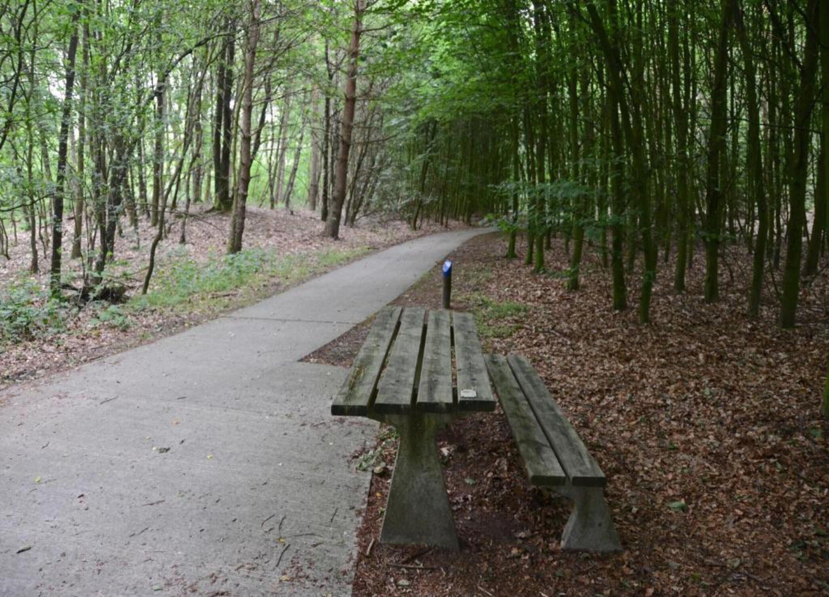 A paved path in a forested area with a wooden bench.