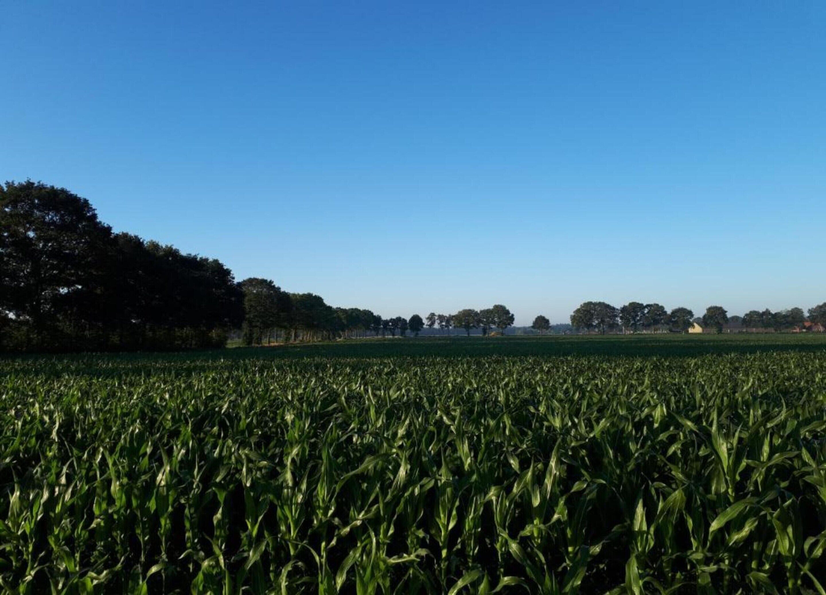 A vast field of crops under a clear blue sky.