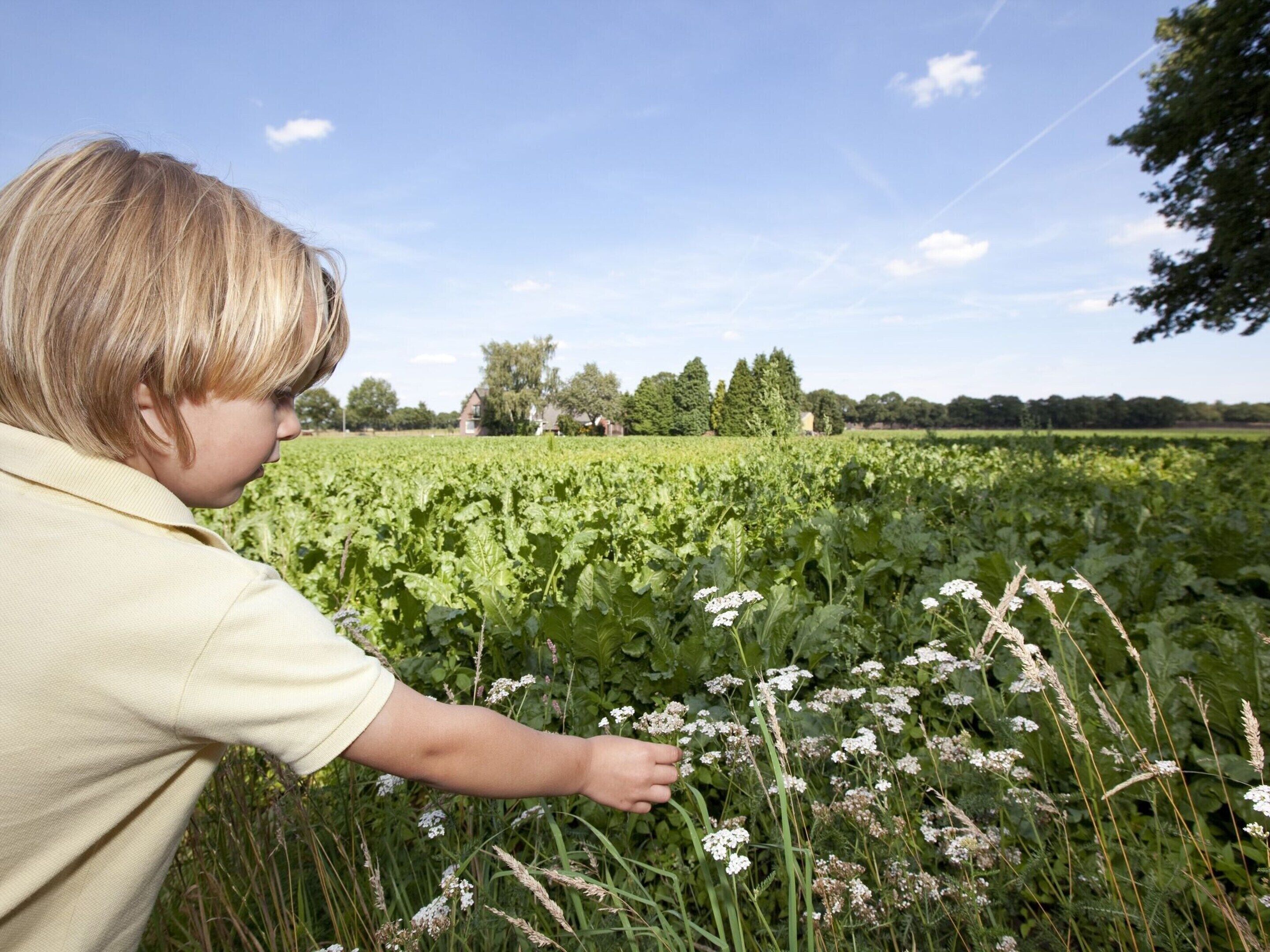 A person in a field with green plants and white flowers.