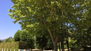 Un parco con una struttura circolare in cemento, circondata da alberi e erba.