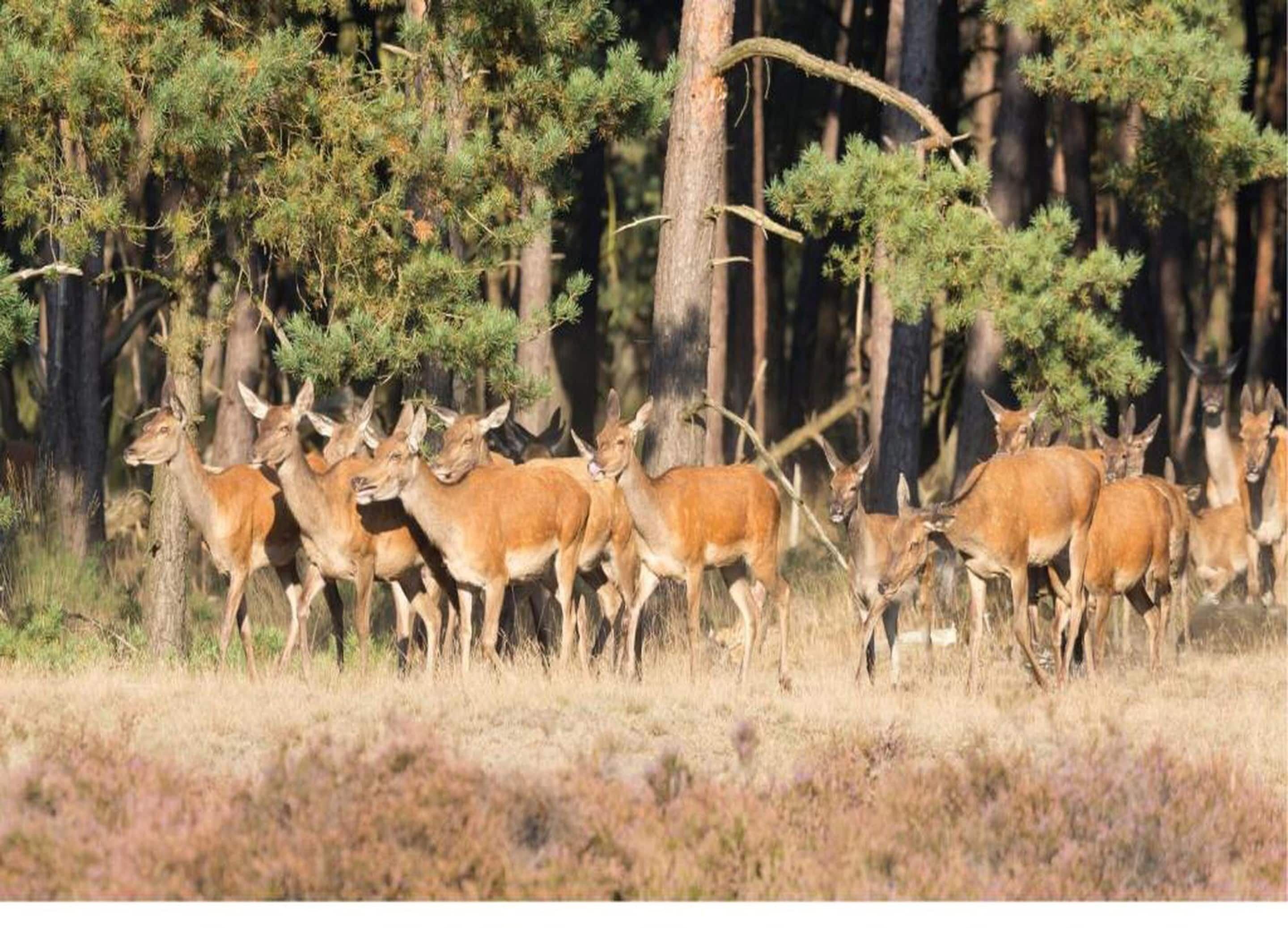 A group of deer in a forested area with tall trees and dry grass.