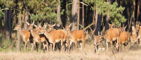 A group of deer in a forested area with tall trees and dry grass.