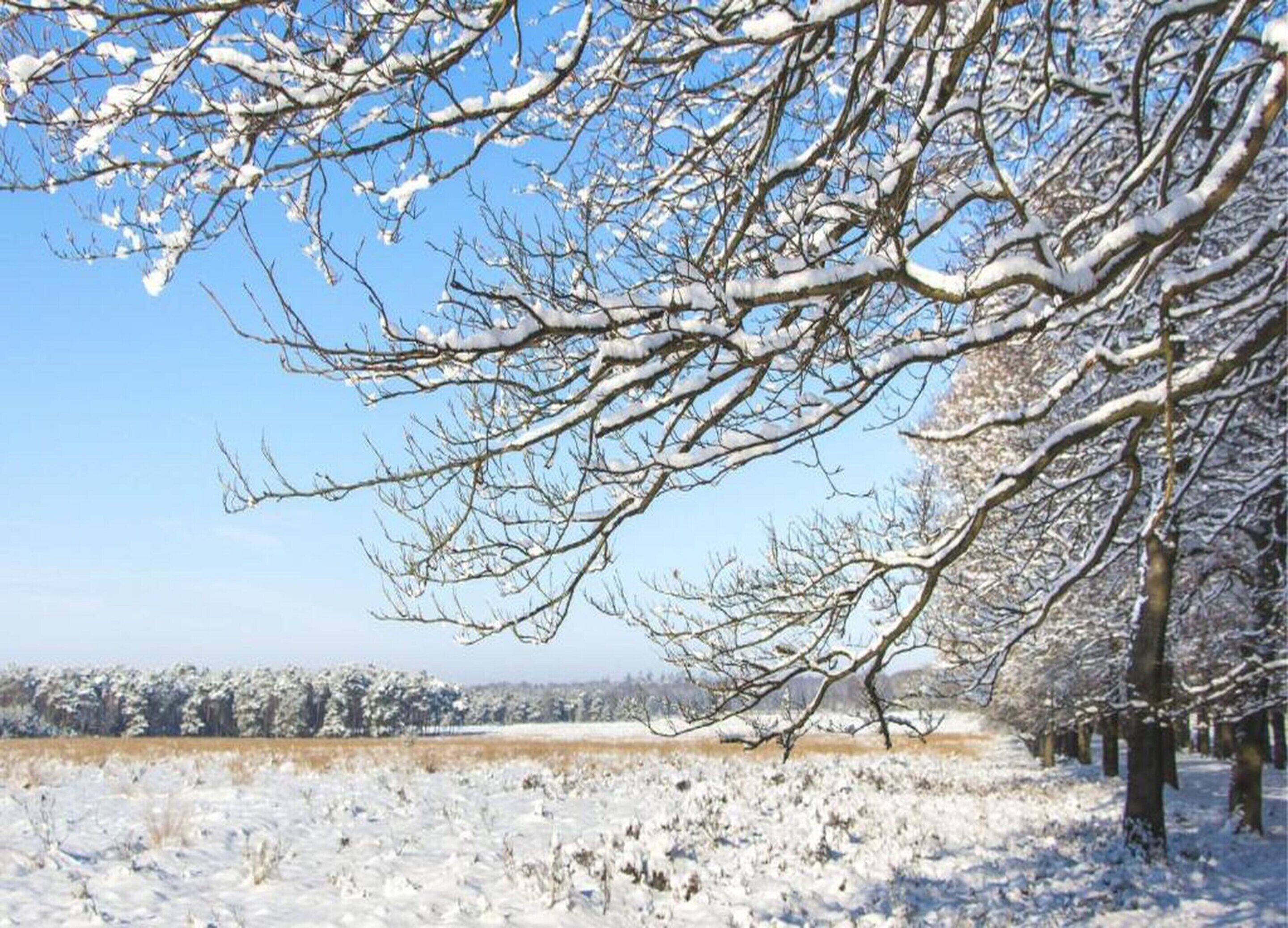 A snowy landscape with bare trees and a clear blue sky.
