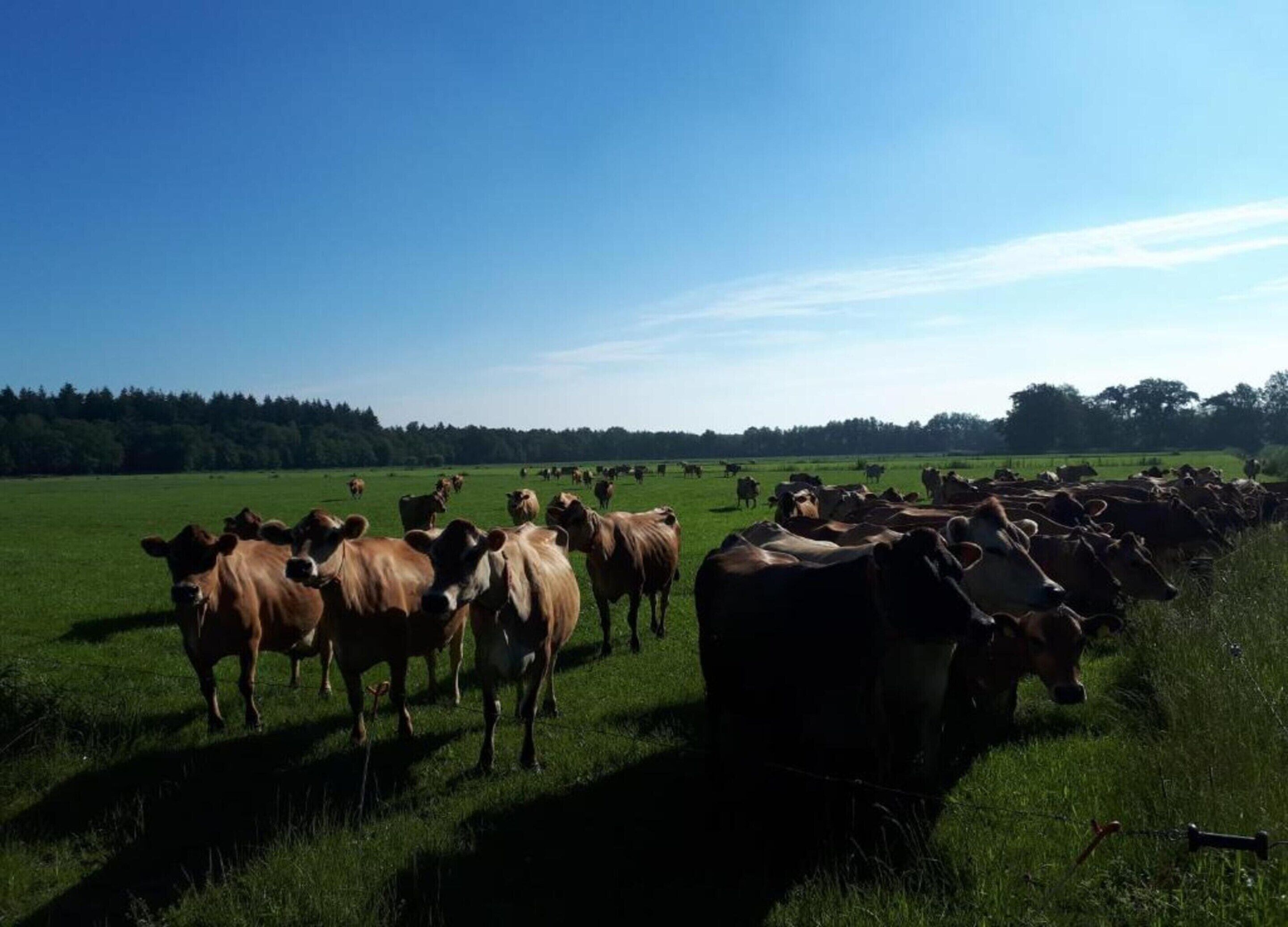 Eine weitläufige, offene Wiese mit einer Kuhherde.