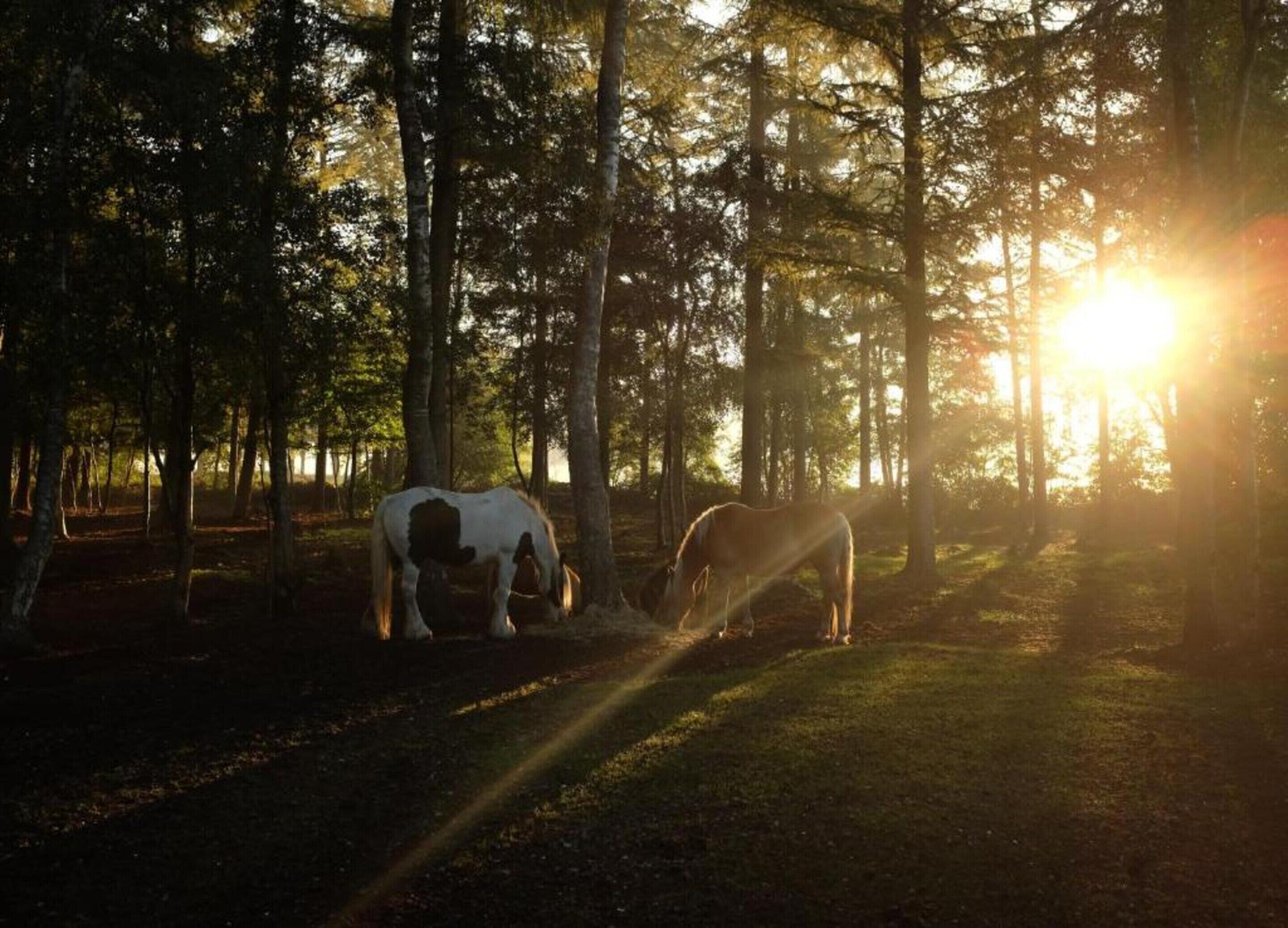 A horse grazing in a forest with sunlight filtering through the trees.