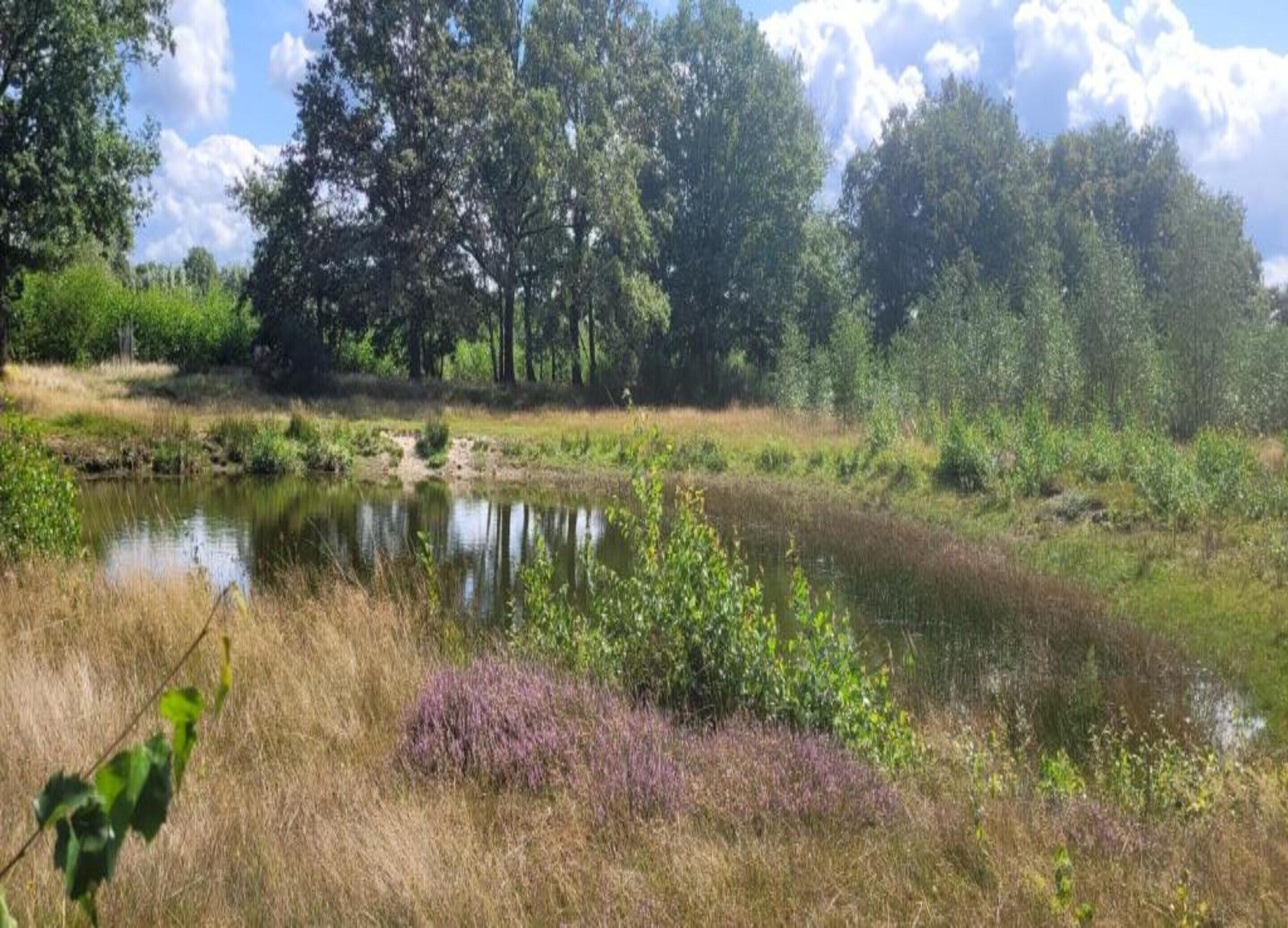 Paisagem natural com um lago rodeado por árvores e vegetação.