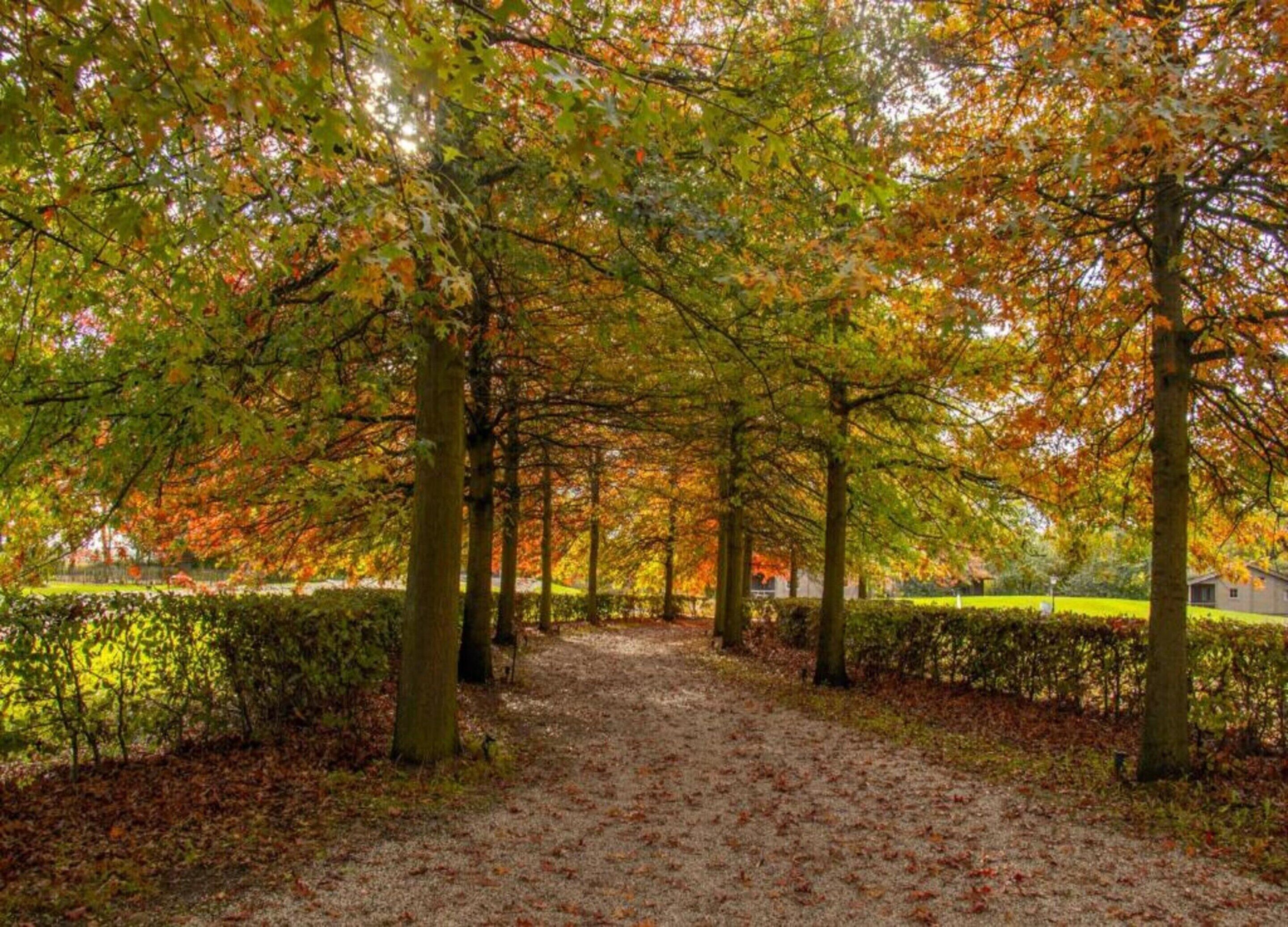 A pathway lined with trees in autumn colors, a hedge on one side, and a building in the background.