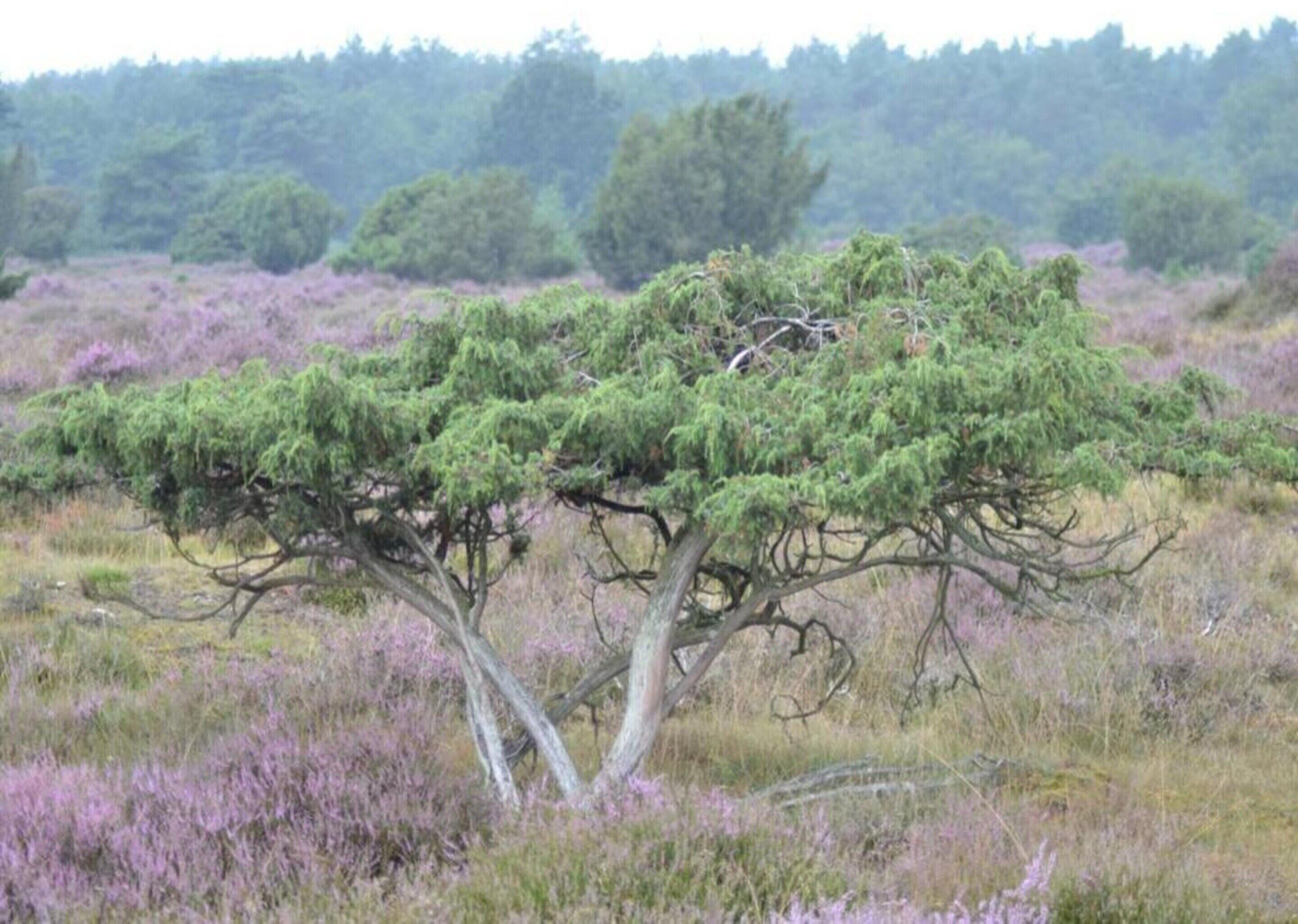 Un paysage mettant en valeur deux arbres imposants dans un environnement naturel.
