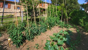 A garden with various plants and a wooden structure.