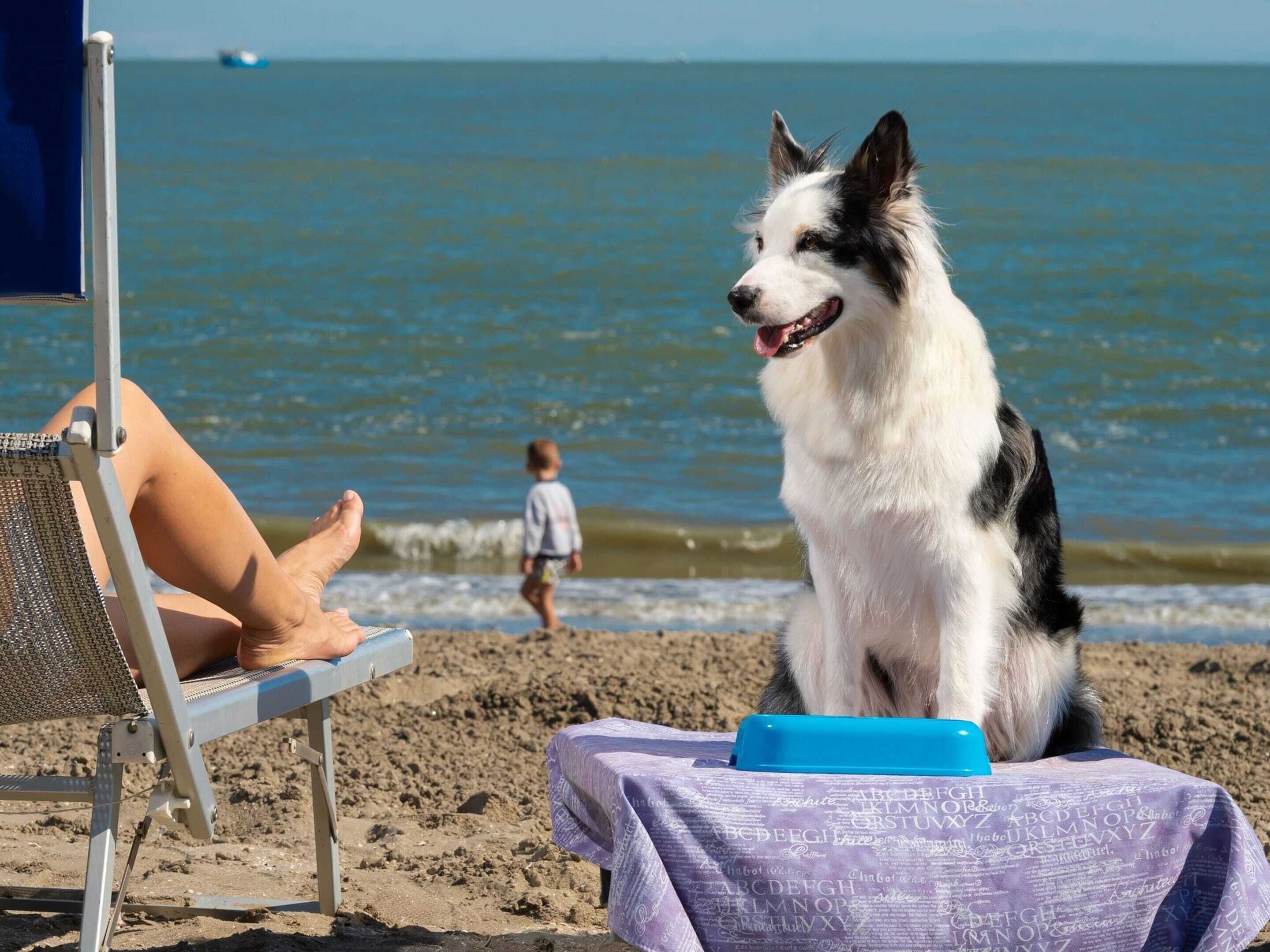A beach scene with a dog sitting on a chair, a child walking in the background, and a person relaxing on a beach chair.