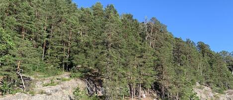 A riverbank with dense forest and rocky terrain.