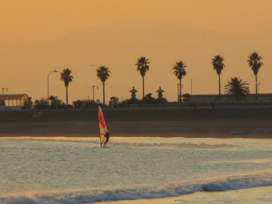 A beach scene with palm trees and a person windsurfing.