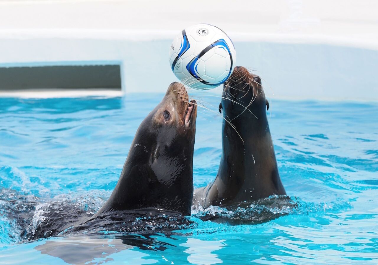 Dos lobos marinos jugando con un balón de fútbol en una piscina.