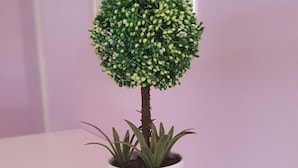 Una planta pequeña en maceta, con una parte superior redondeada y un único tronco sobre una superficie blanca.