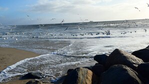 A beach with waves, rocks, and seagulls. - 5 Star Holiday Home in Blavand (Blavand)