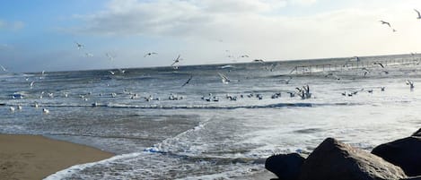 A beach with waves, rocks, and seagulls.