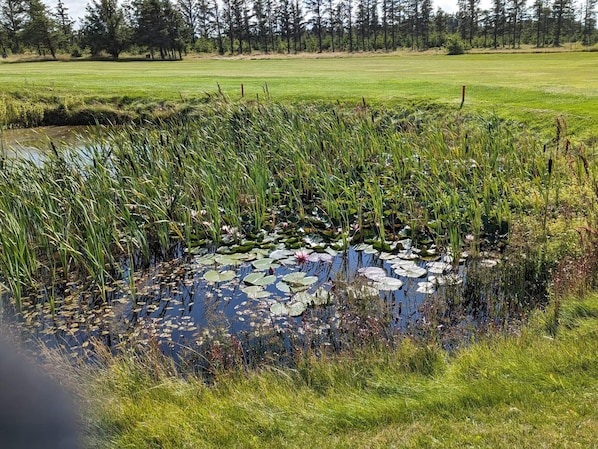 A natural pond surrounded by grass and trees. - 5 Star Holiday Home in Lokken (Lokken)