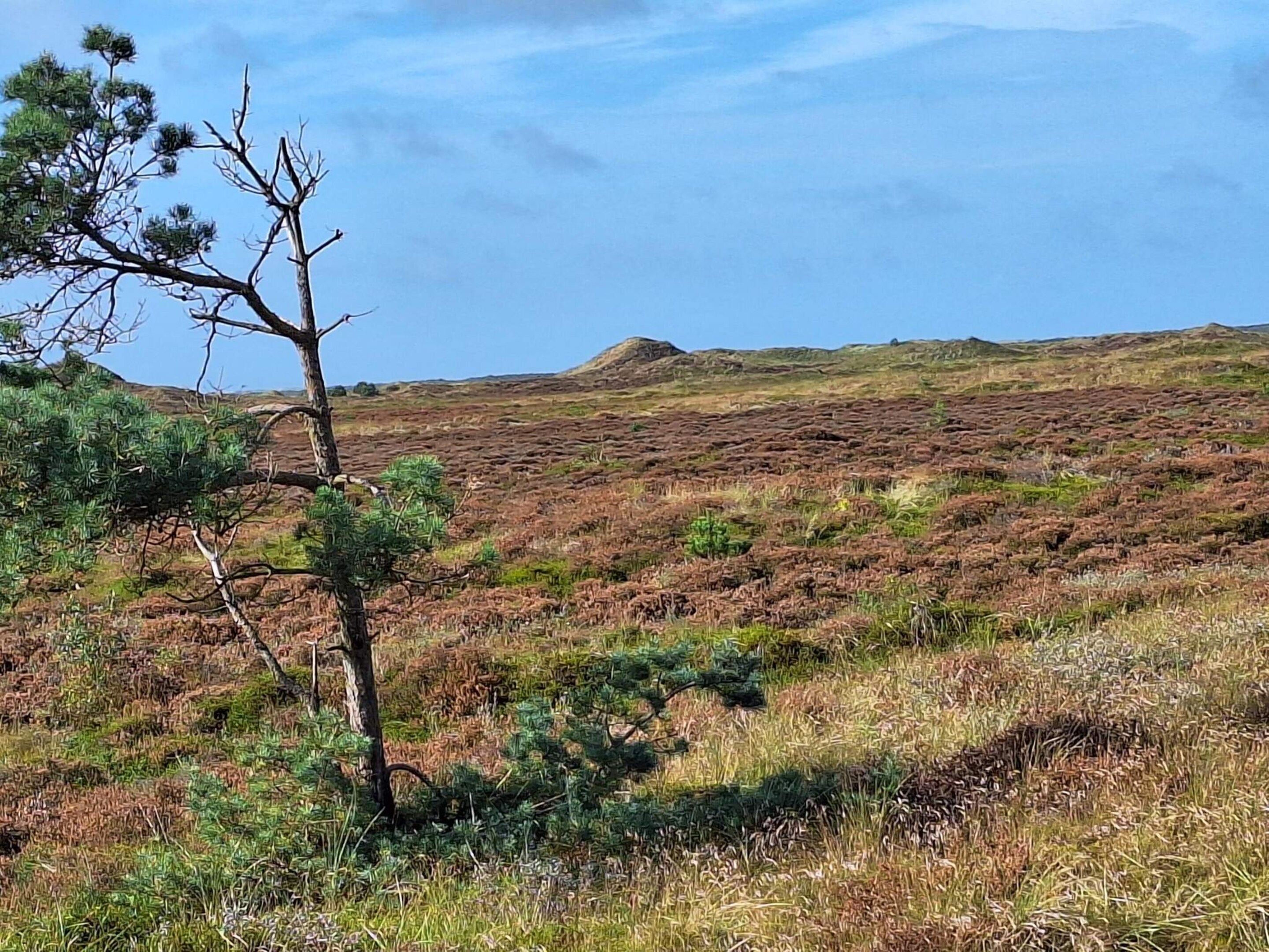 A barren landscape with sparse vegetation and a clear sky.
