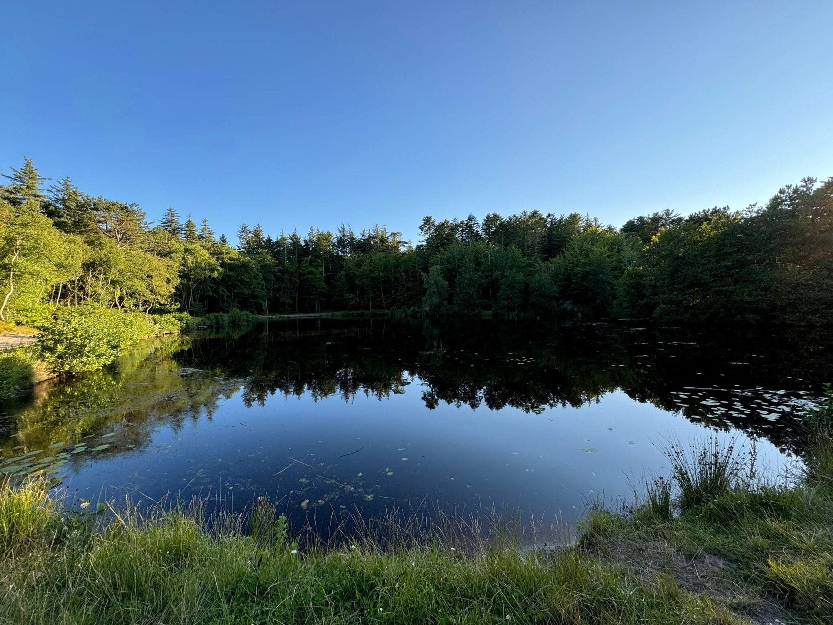 Ein ruhiger See, umgeben von dichtem Wald.