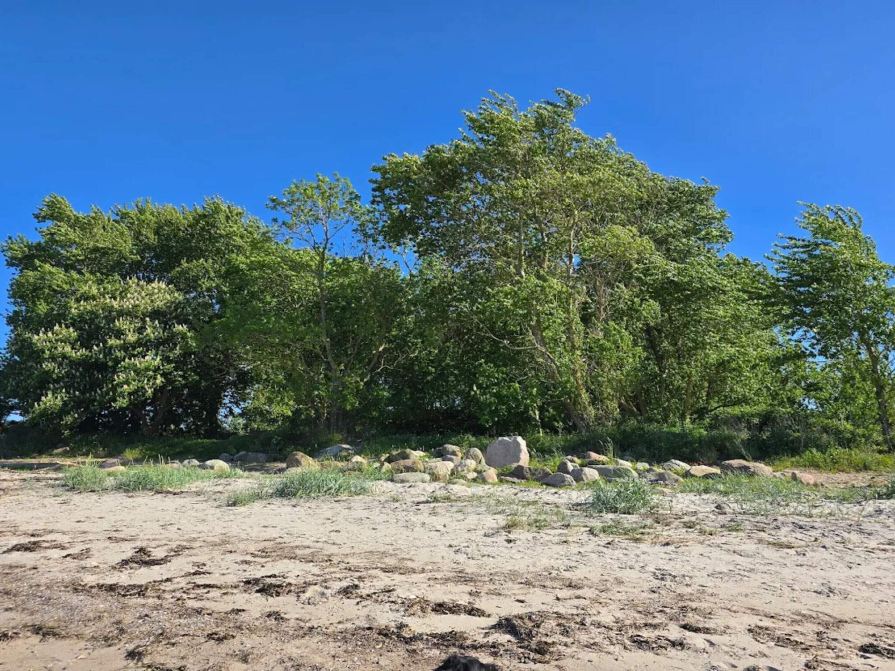 A natural landscape with a clear sky, trees, and scattered rocks.