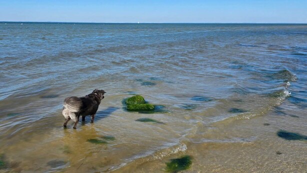 Un perro de pie en aguas poco profundas cerca de una roca verde.