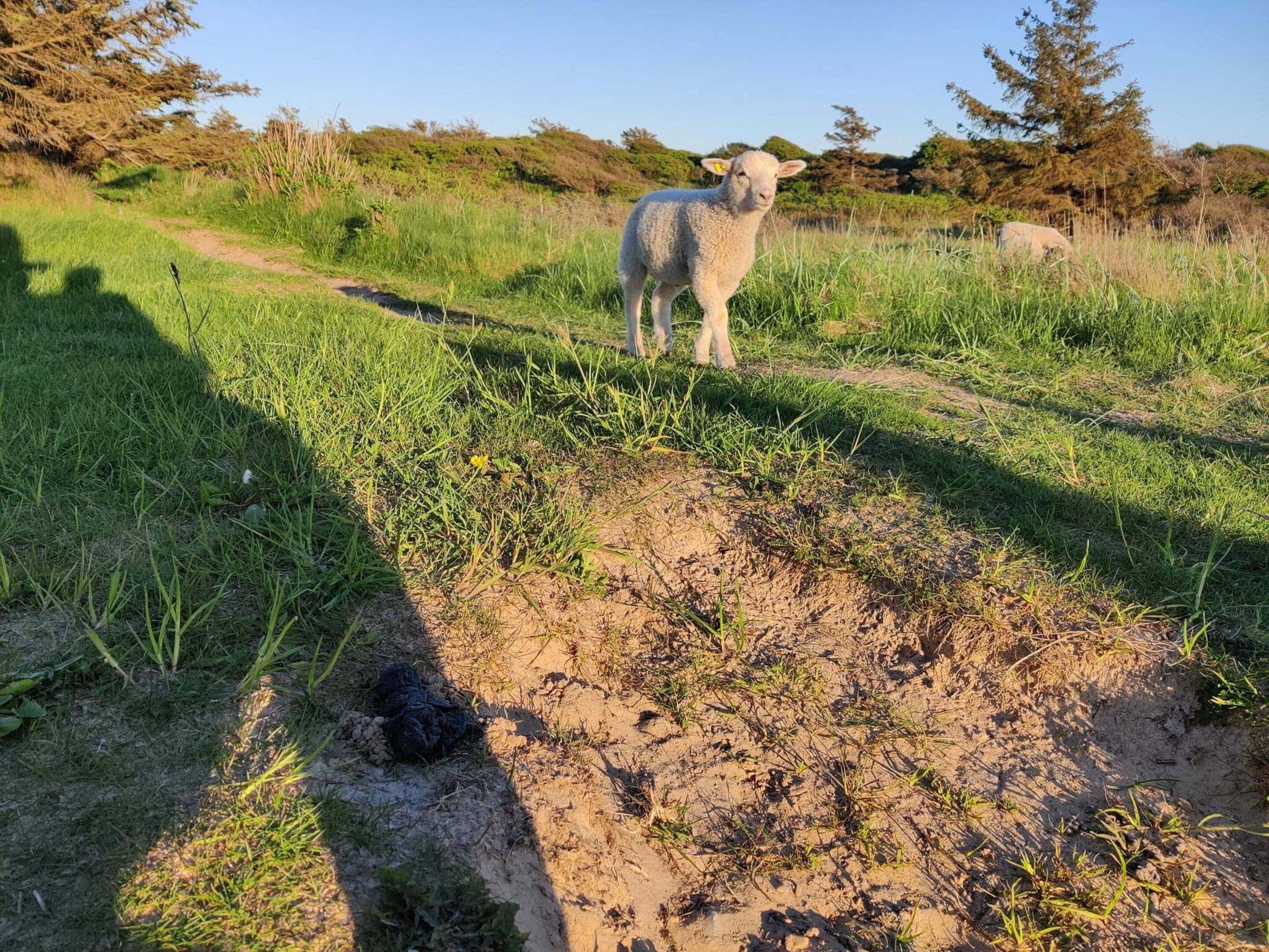 Eine Wiese mit einem Feldweg und einem Schaf.