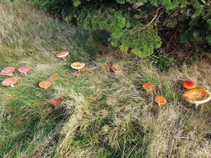 House | Miscellaneous - 8 Person Holiday Home in Vaeggerlose (Vaeggerlose)