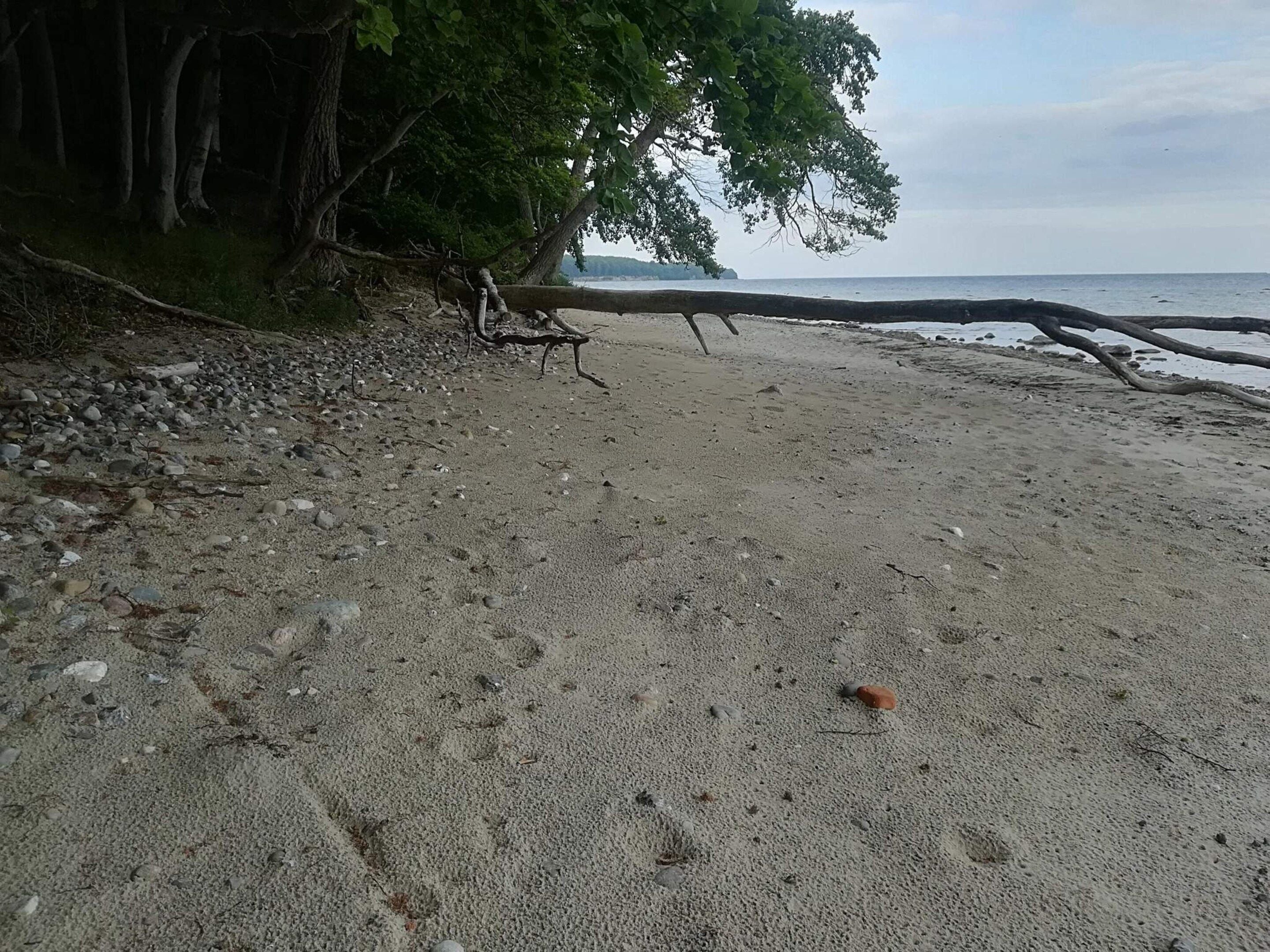 A beach with a tree, pebbles, and a clear view of the ocean.