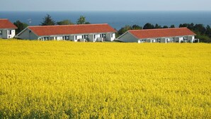 Una hilera de edificios blancos con tejados rojos, ubicados en un campo de flores amarillas, con una masa de agua al fondo.