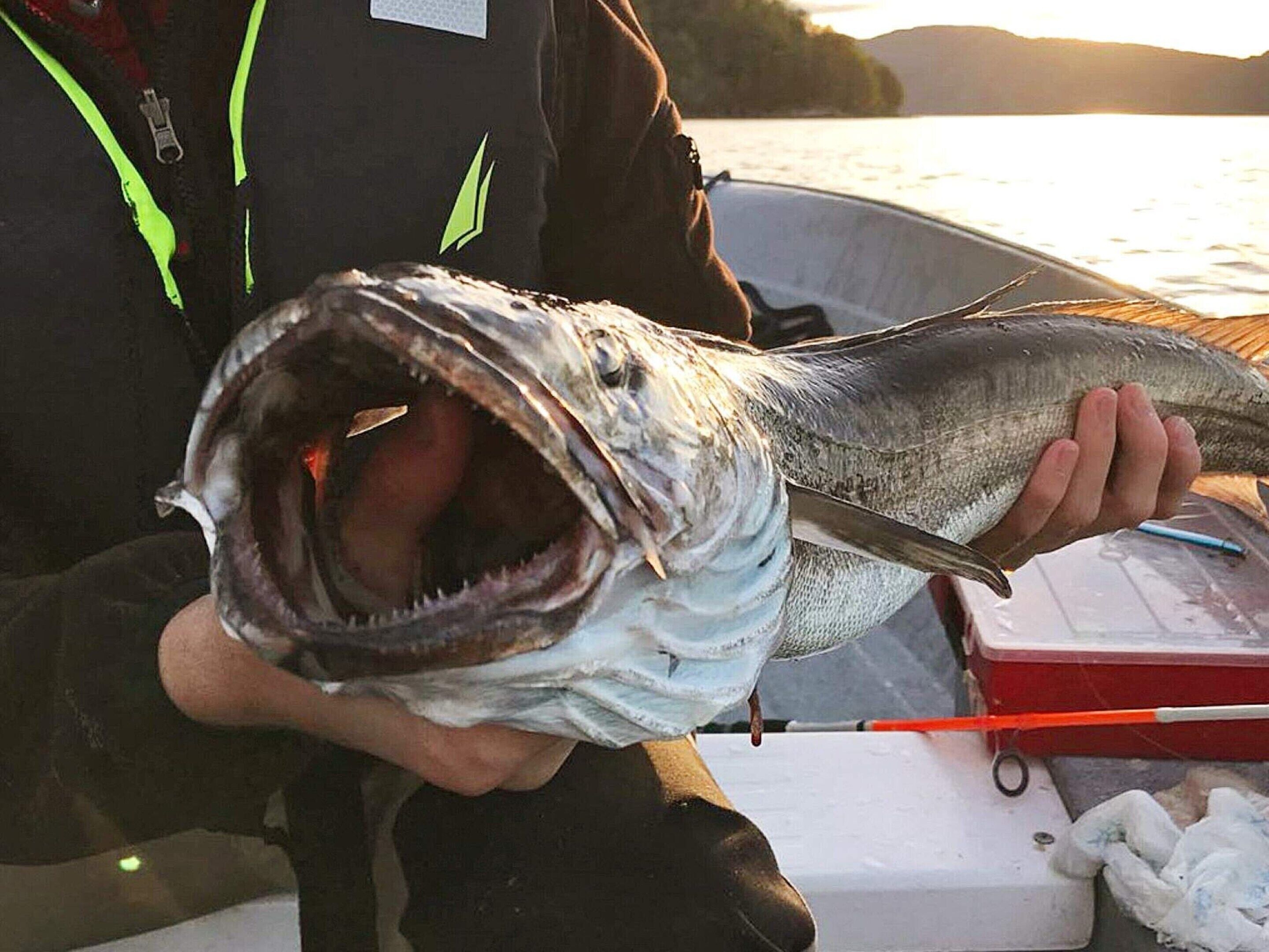Una persona tiene in mano un pesce di grandi dimensioni con la bocca aperta, indossa una giacca nera con una cerniera verde neon.