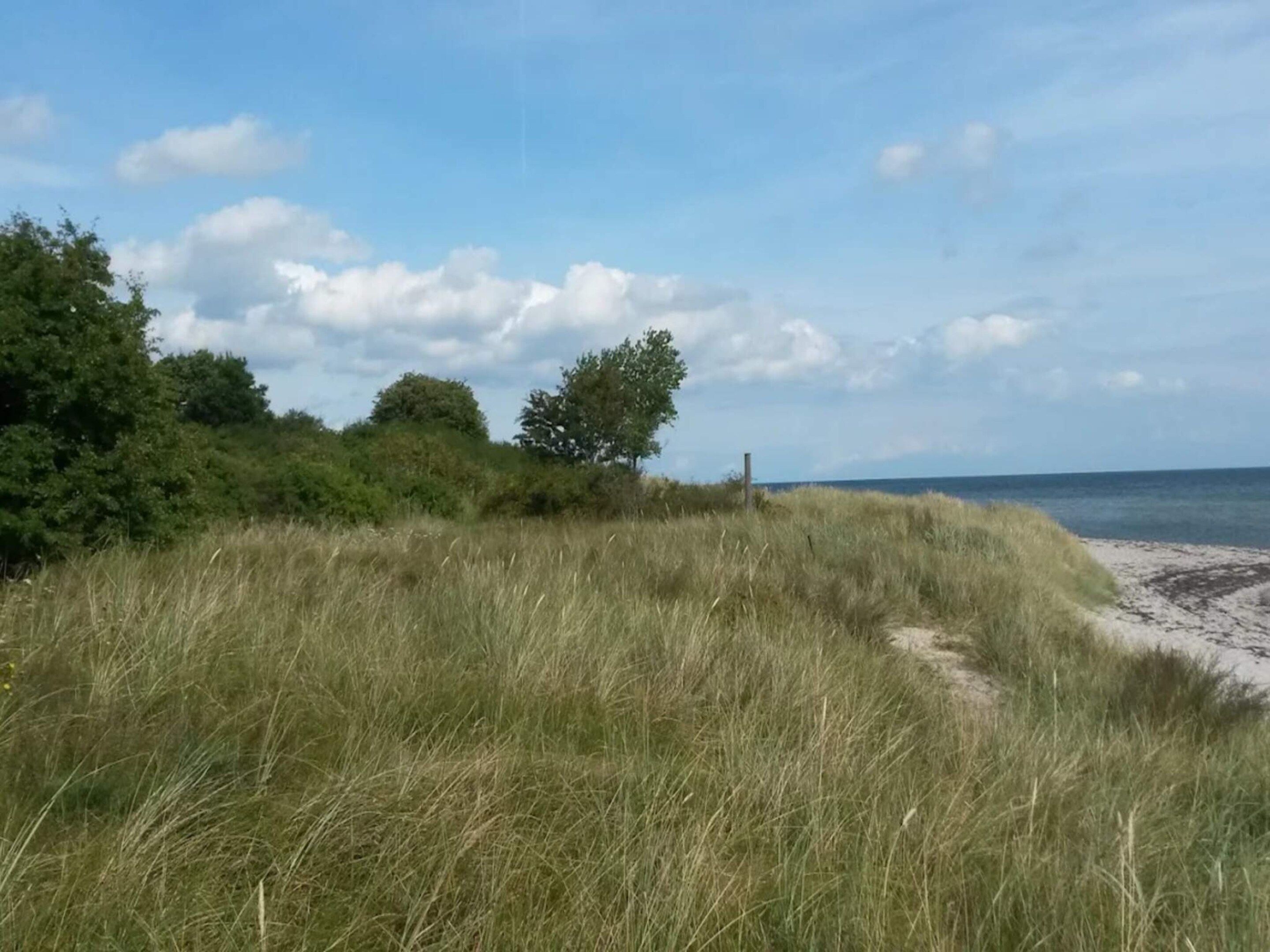 A coastal landscape with a grassy path leading to the beach, trees, and a clear sky.