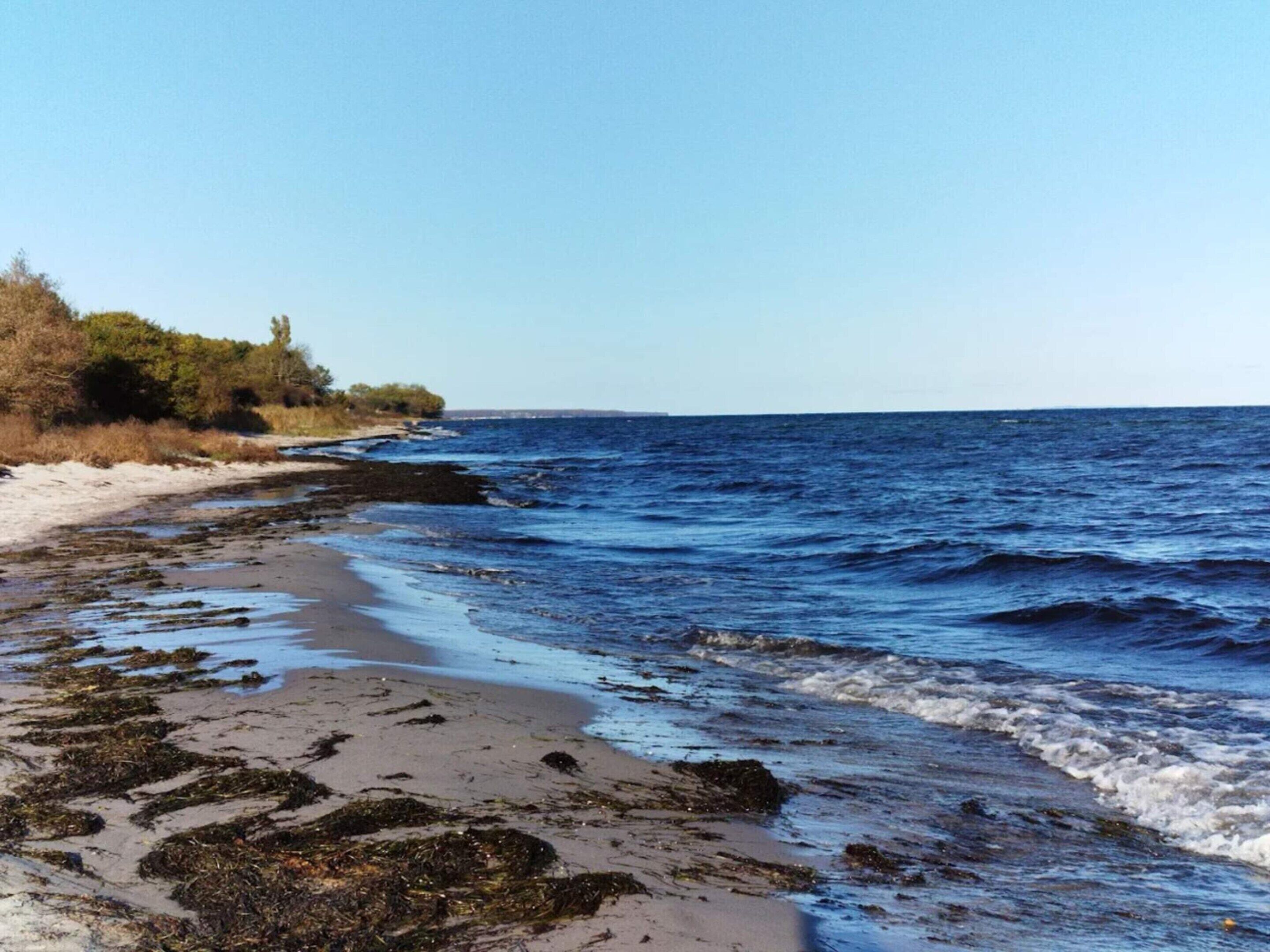 Una playa con olas, algas marinas y árboles.