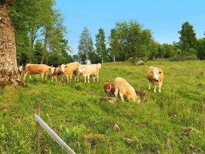 Esterni