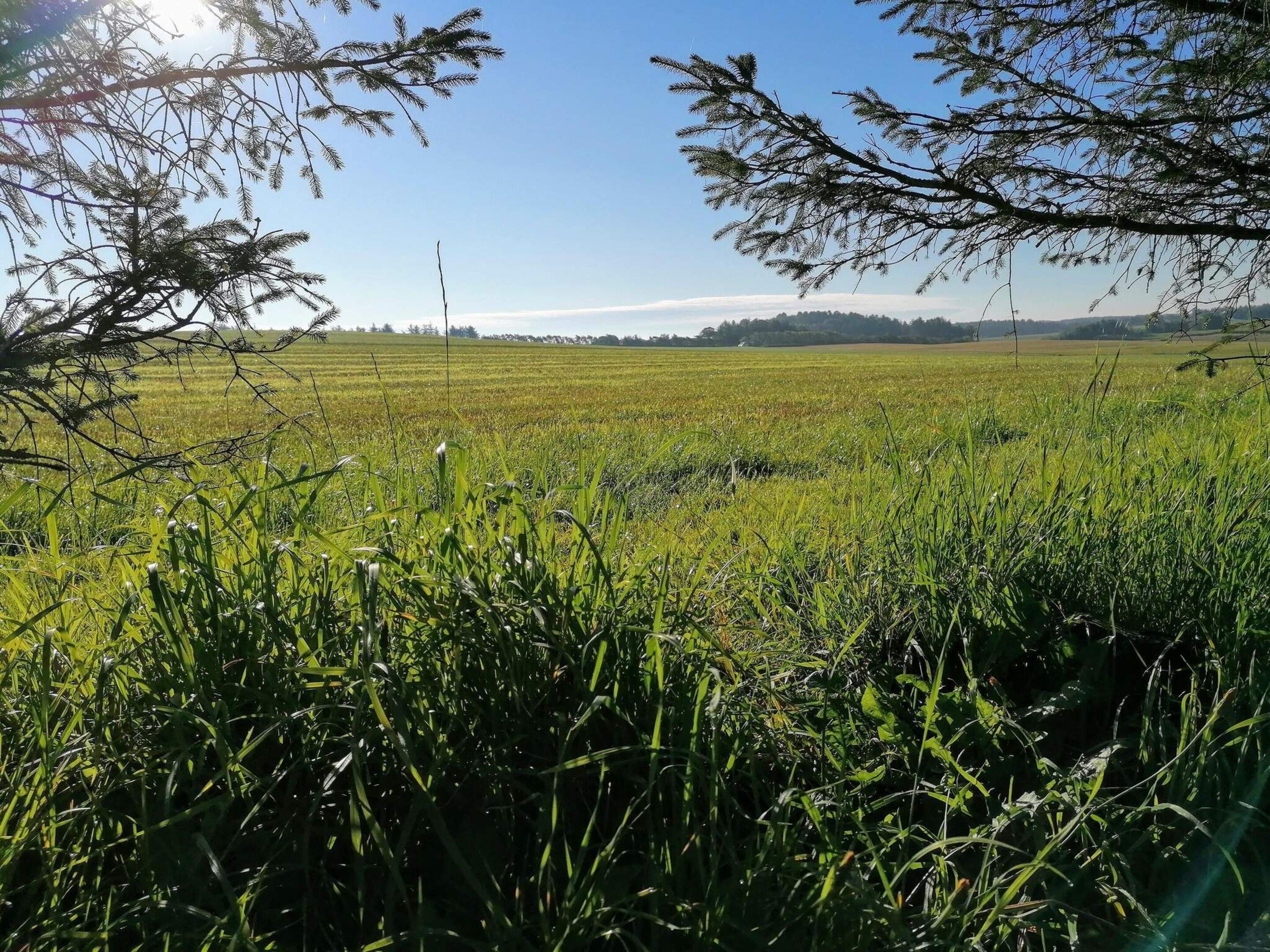 A field with a clear sky and distant hills.