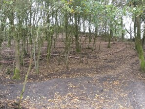 A forested area with young trees and a dirt path. - 5 Person Holiday Home in Esbjerg V-by Traum (Esbjerg)