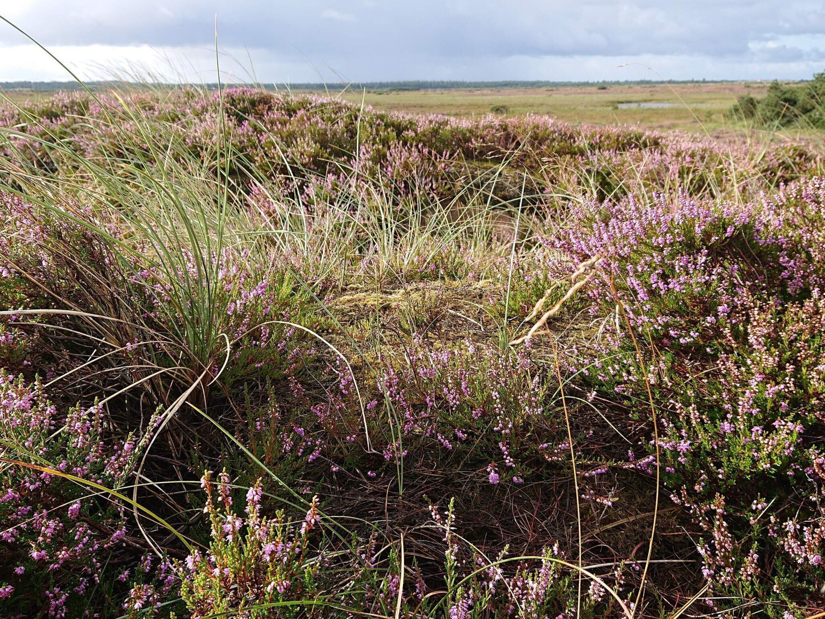 A natural landscape with heather and grass.
