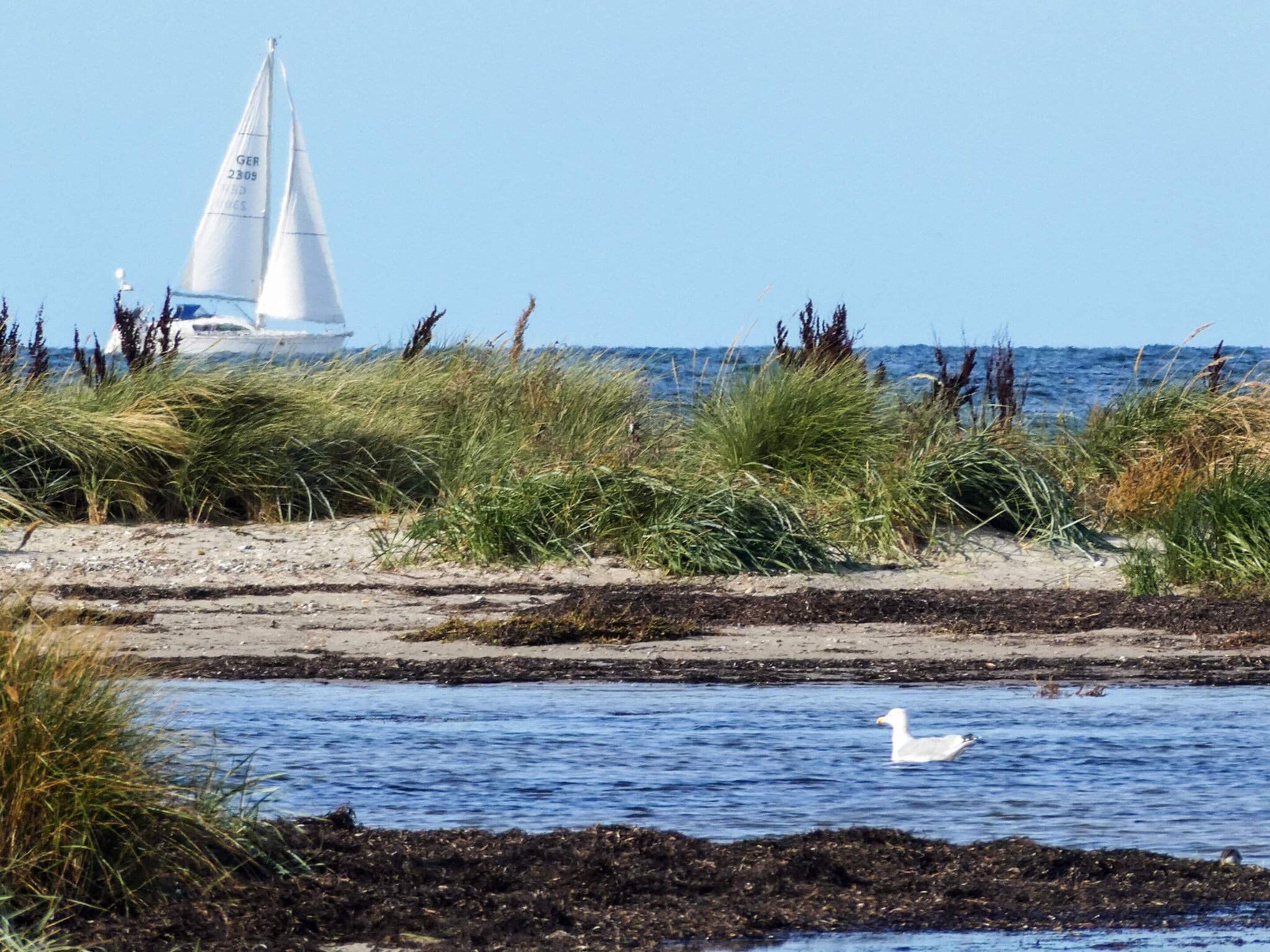 A coastal scene with a sailboat, vegetation, and a bird.