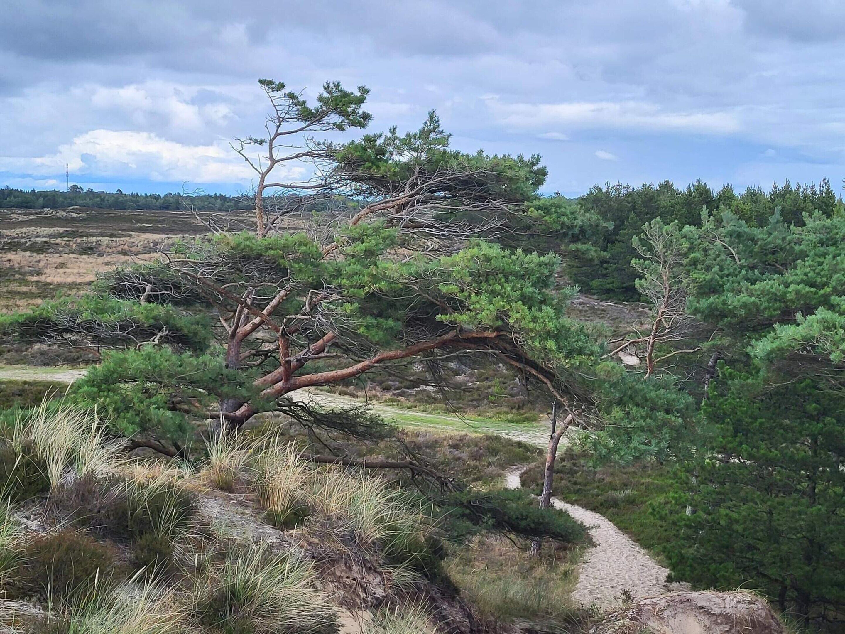 Un paysage naturel avec un sentier de terre, des pins et un ciel nuageux.