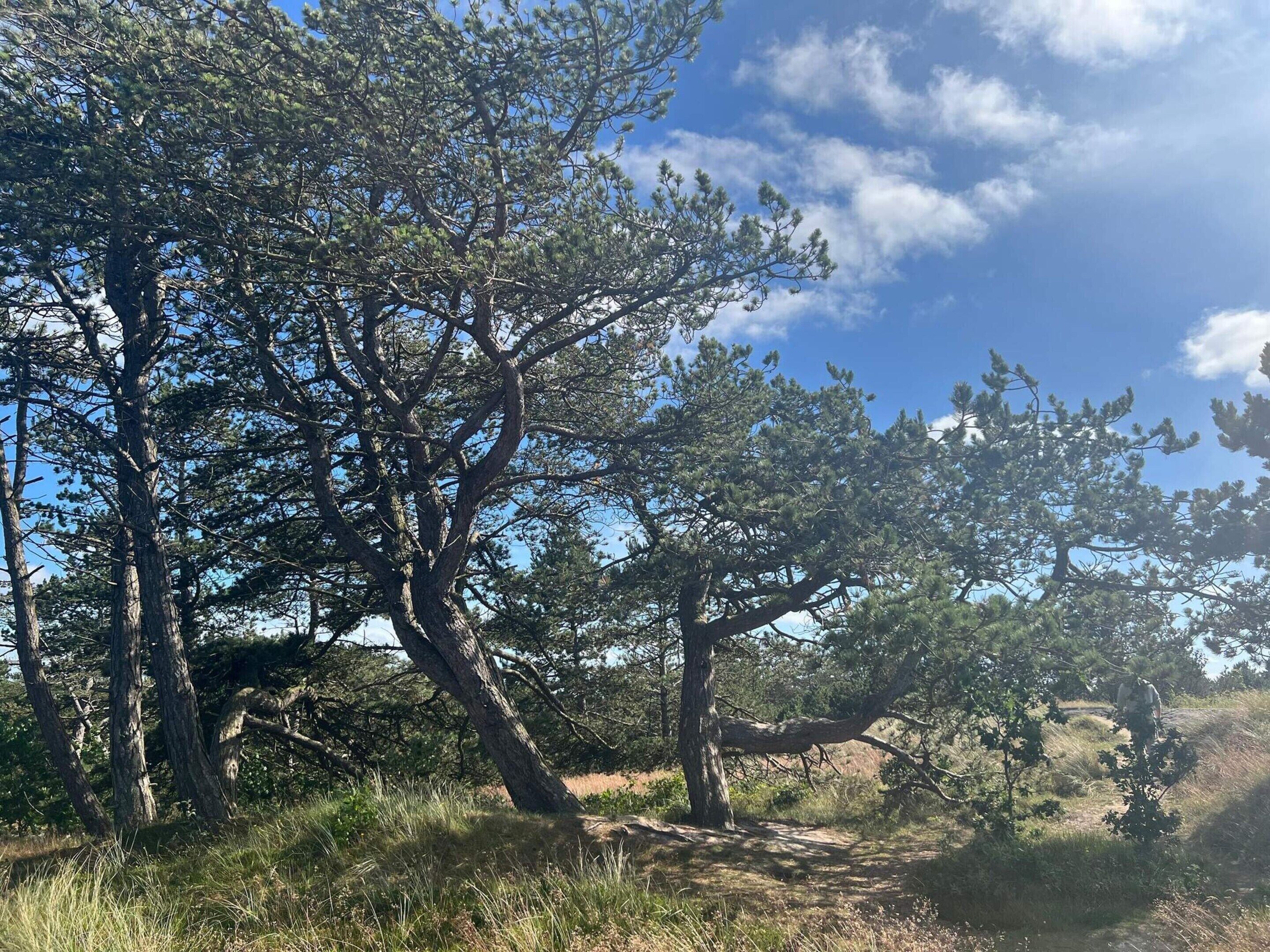 A natural landscape with trees and a clear sky.