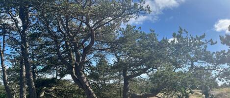 A natural landscape with trees and a clear sky.