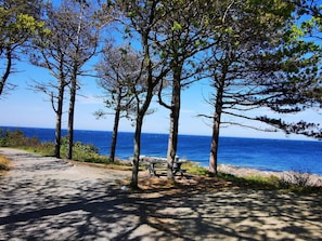Un chemin pavé mène à un espace de pique-nique équipé de bancs, entouré d’arbres et offrant une vue sur une étendue d’eau.