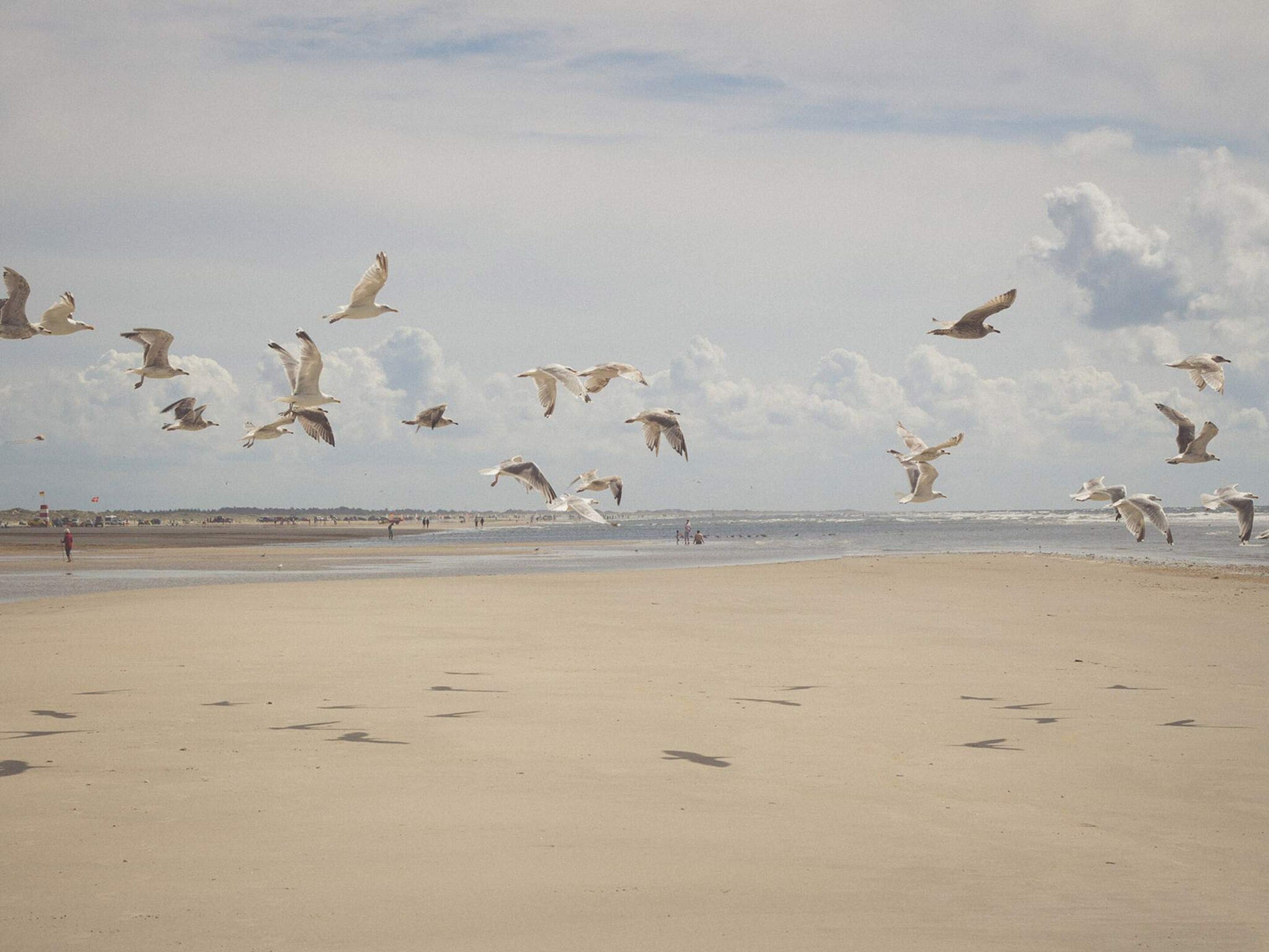 A beach with sand and a few people.