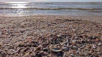 Una playa con una variedad de conchas y restos dispersos sobre la arena.