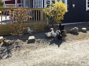 A fenced outdoor area with chickens, a wooden fence, and a building in the background.